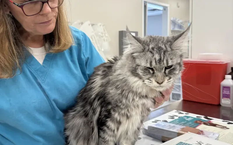 A friendly cat visits the clinic for complete veterinary services diagnostic.